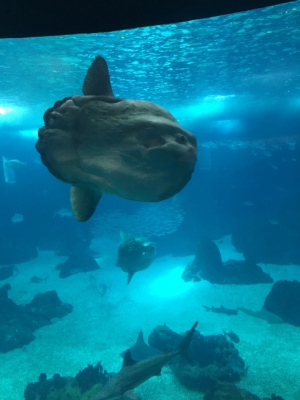 CIMLT promove visitas ao Oceanário para crianças desfavorecidas e com necessidades especiais