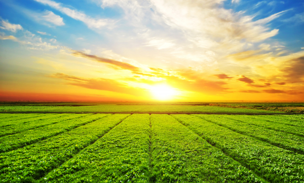 COMUNICADO À IMPRENSA - 5,2 milhões de euros para o Centro de Excelência para a Agricultura e a Agroindústria